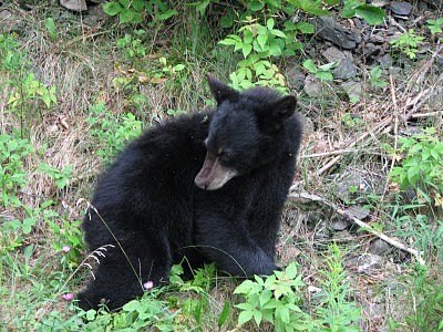 Corney Brook campground Cape Breton Highlands,&nbsp;NS.