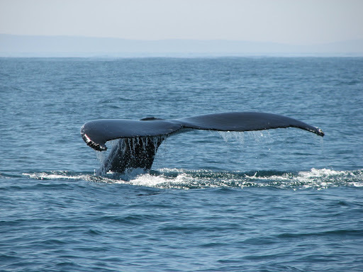 Whale Cove. Mile&nbsp;3480