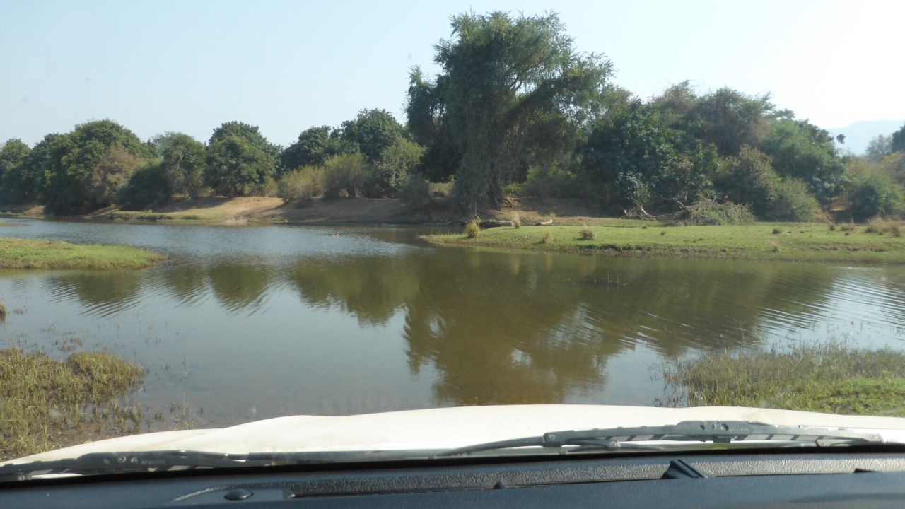 Of crocs and crossings…