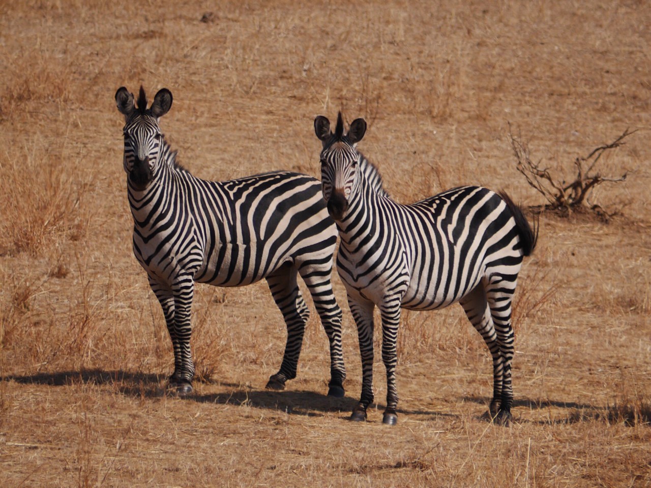 Walking on the wild&nbsp;side